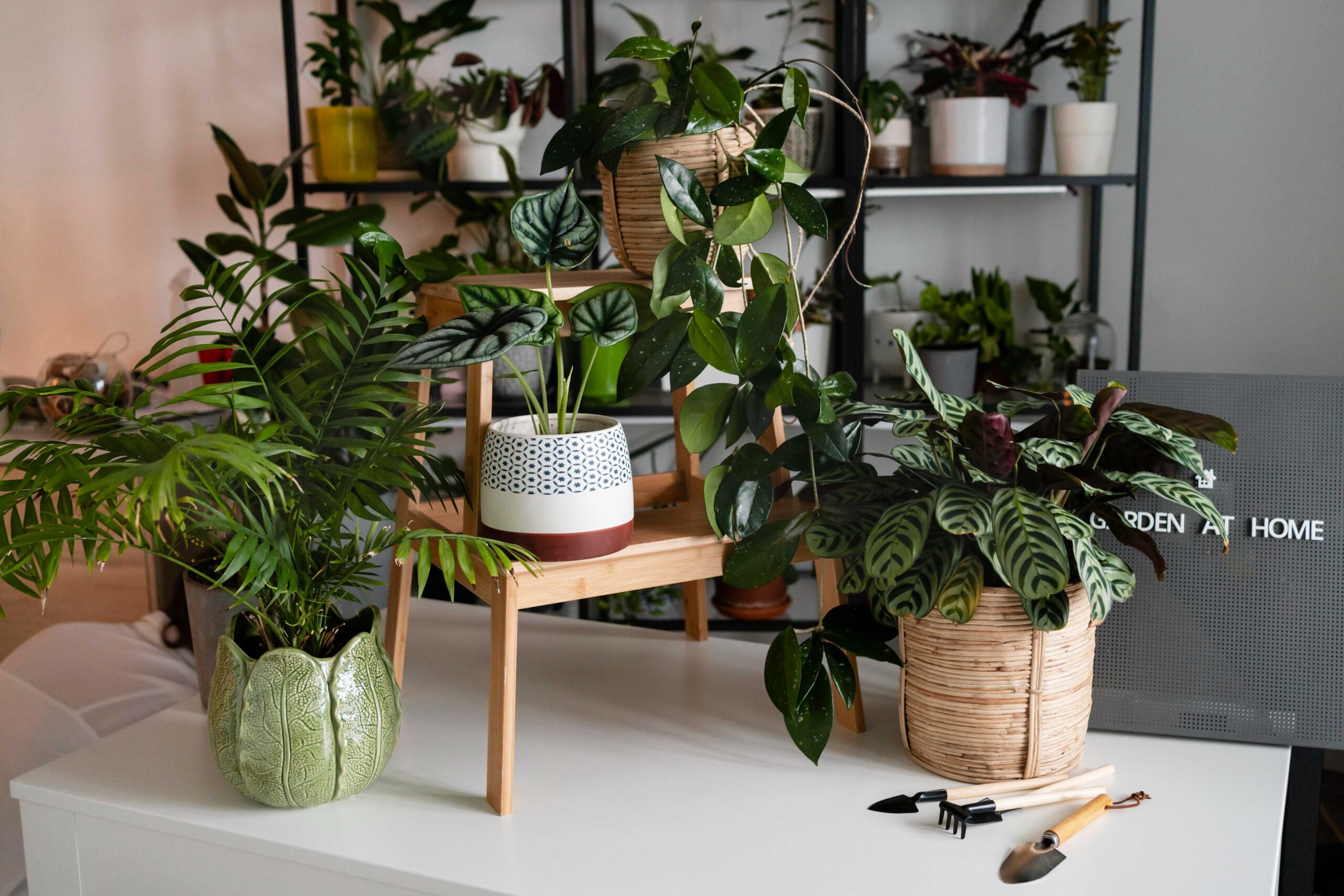 indoorPlants